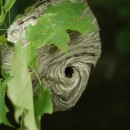 hornet nest source image